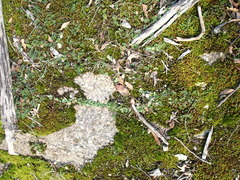 Pterostylis truncata