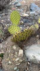 Opuntia stenopetala