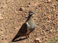 Geophaps scripta scripta