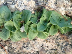 Pterostylis truncata