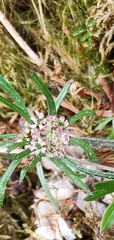 Chaerophyllum involucratum