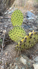 Opuntia stenopetala