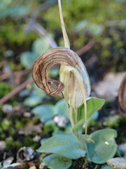 Pterostylis truncata
