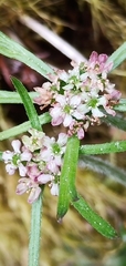 Chaerophyllum involucratum