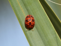 Hemisphaerota palmarum