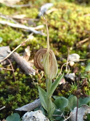 Pterostylis truncata