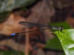 Platystictidae