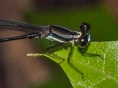 Platystictidae