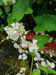 Tetragonula melanocephala