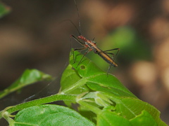 Euagoras plagiatus