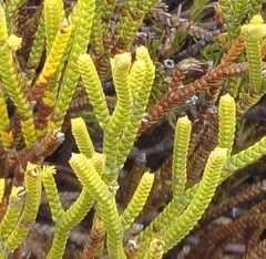 Veronica lycopodioides