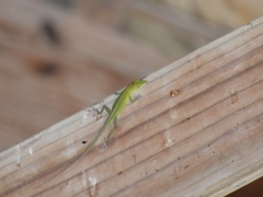 Anolis callainus