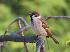 Passer montanus