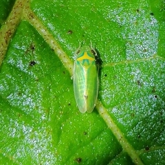 Nulapona