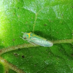 Nulapona
