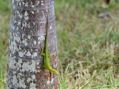 Anolis callainus
