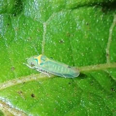 Nulapona