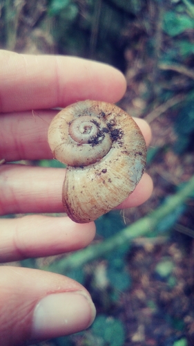 Amphicyclotus megaplanus