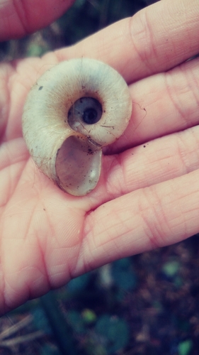 Amphicyclotus megaplanus