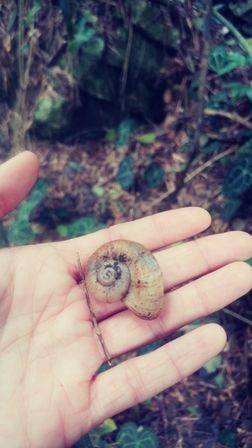 Amphicyclotus megaplanus