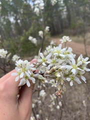 Amelanchier interior