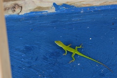 Anolis callainus