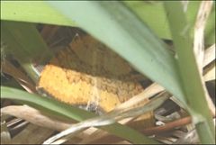 Chrysolarentia correlata