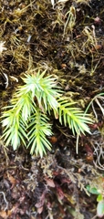 Cunninghamia