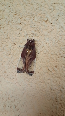 Bertholdia albipuncta