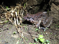 Limnonectes macrodon