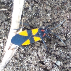 Oncopeltus orourkeae