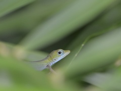 Anolis callainus