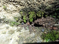 Fejervarya iskandari