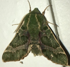 Proserpinus lucidus
