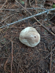 Handkea fumosa