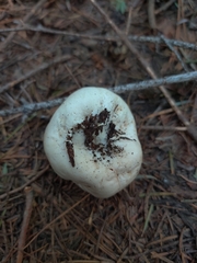 Handkea fumosa