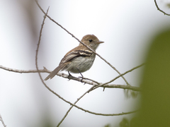 Myiophobus fasciatus