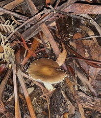 Stropharia formosa