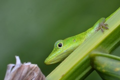 Anolis callainus