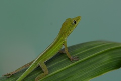 Anolis callainus