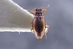 Stephostethus lardarius