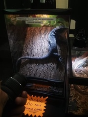 Varanus macraei