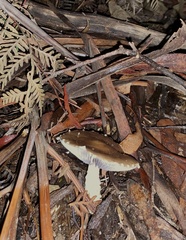 Stropharia formosa