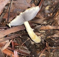 Stropharia formosa