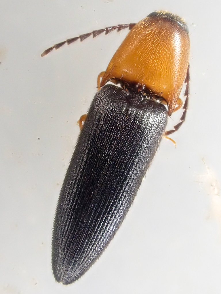 Megapenthes lepidus