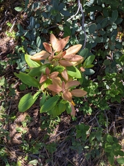 Exobasidium vaccinii-uliginosi