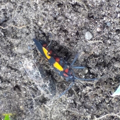 Oncopeltus orourkeae