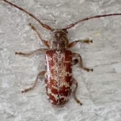 Eupogonius tomentosus