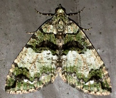 Hydriomena albifasciata