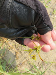 Cyperus houghtonii